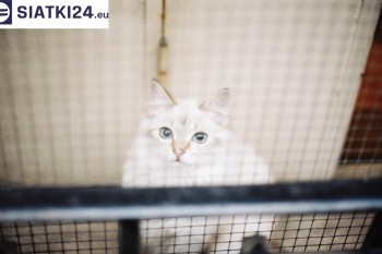 Siatki Myślibórz - Zabezpieczenie balkonu siatką - Kocia siatka - bezpieczny kot dla terenów Myślibórza